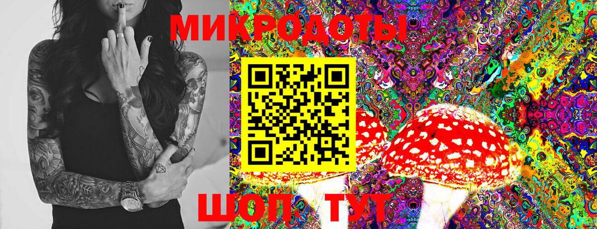 Псилоцибиновые грибы Psilocybe Ачхой-Мартан